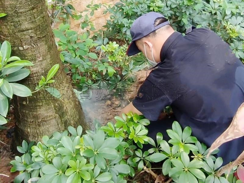 物业小区道滘白蚁防治