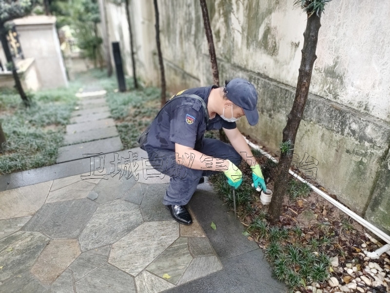 深圳观澜灭白蚁公司丨白蚁防治除白蚁丨观澜杀白蚂蚁站