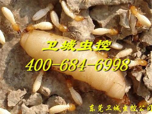 惠州永湖防白蚁公司，永湖白蚁公司，永湖灭白蚁